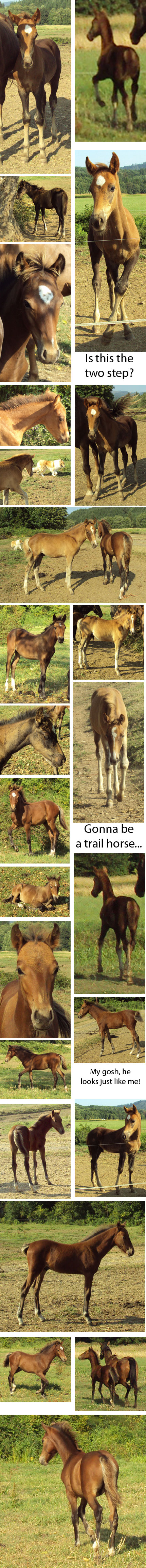 many foal photos
